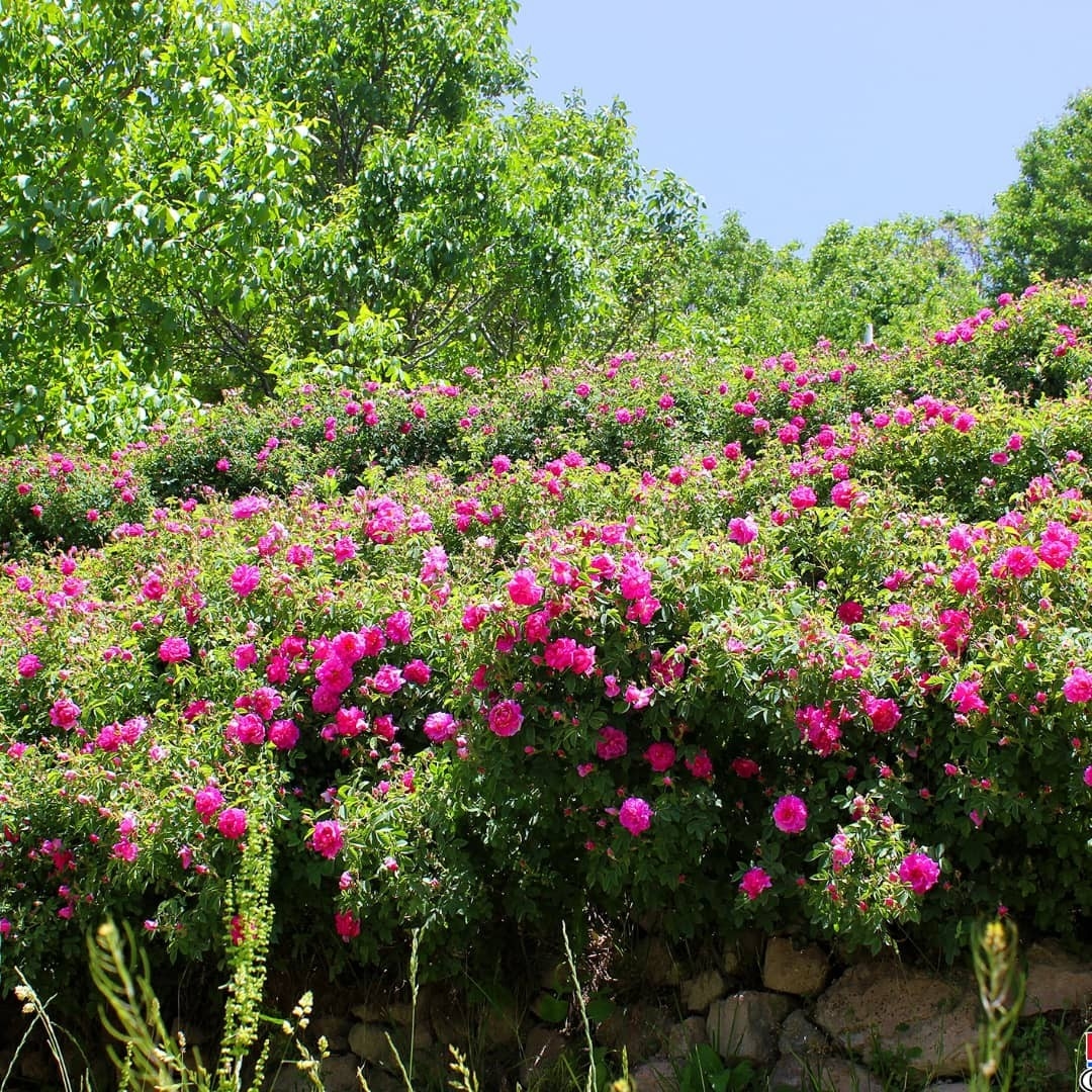 اجاره باغ تفریحی در گنبرف اسکو