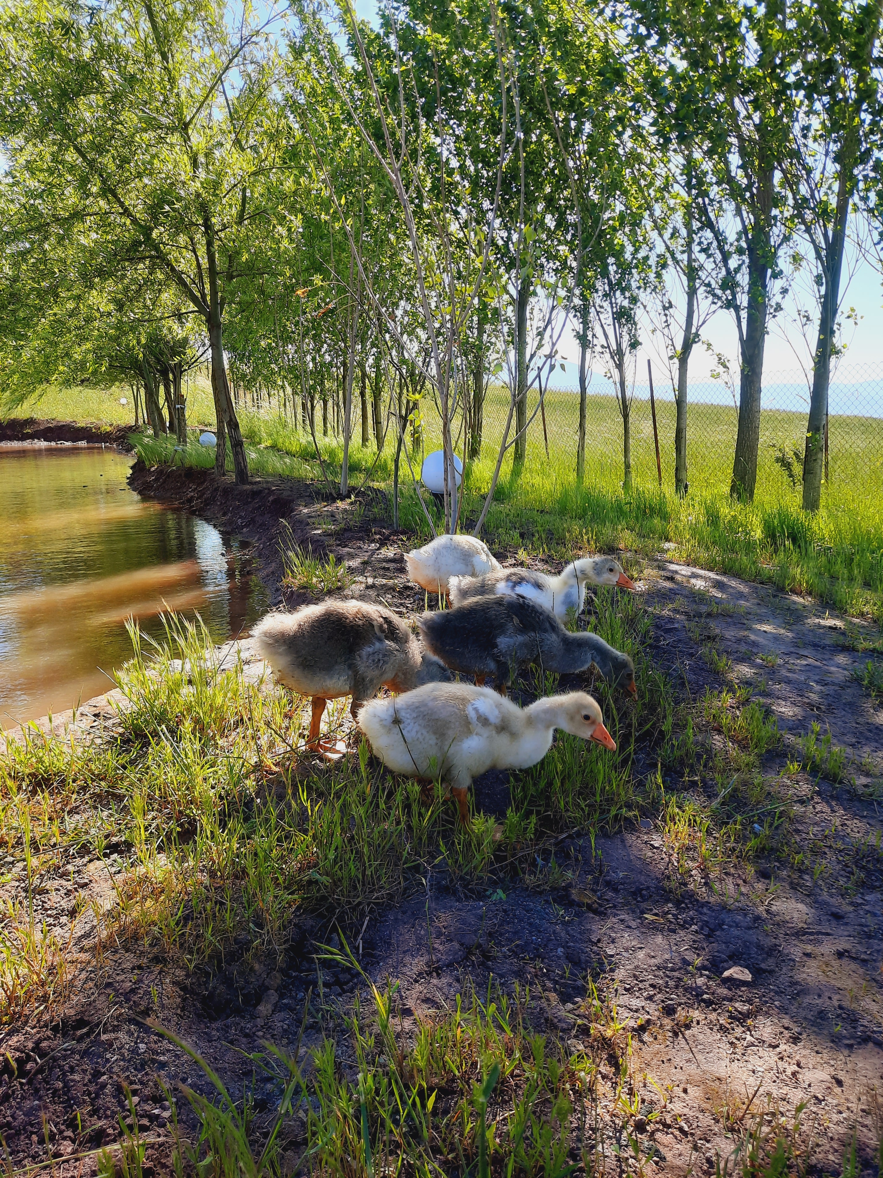 اجاره کلبه چوبی دوبلکس در دارستان رودبار - دُرفَک