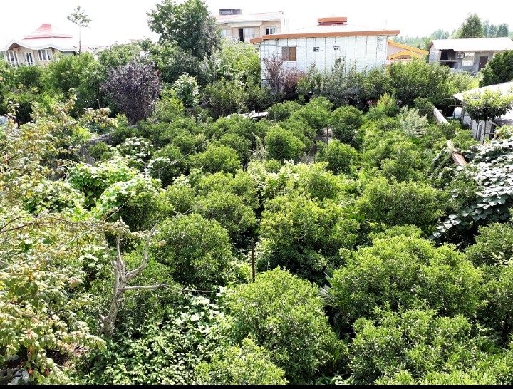 اجاره خانه باغ در شیرود تنکابن