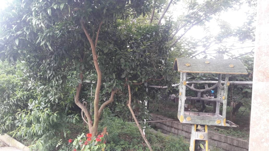 اجاره ویلا جنگلی در سفید تمشک رامسر