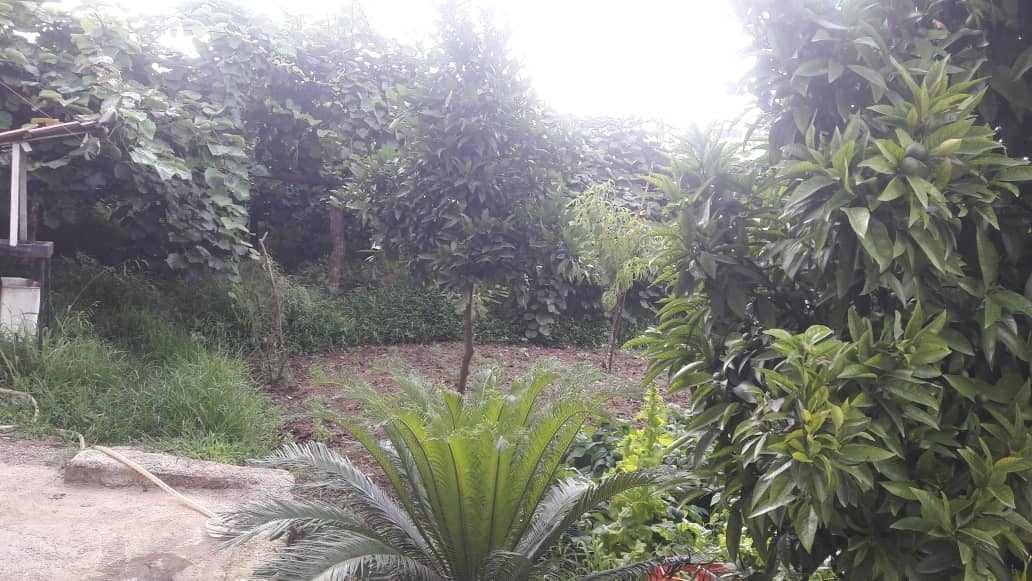 اجاره سوییت باغ جنگلی در سفید تمشک رامسر