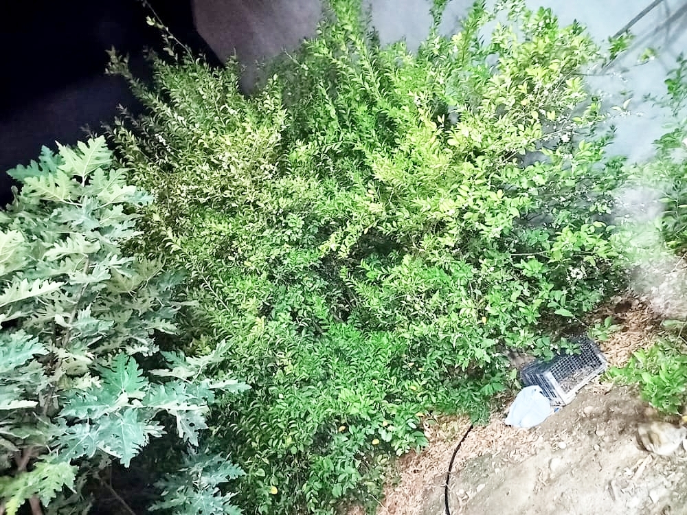 اجاره منزل مبله در شهرک نفت و گاز کنگان