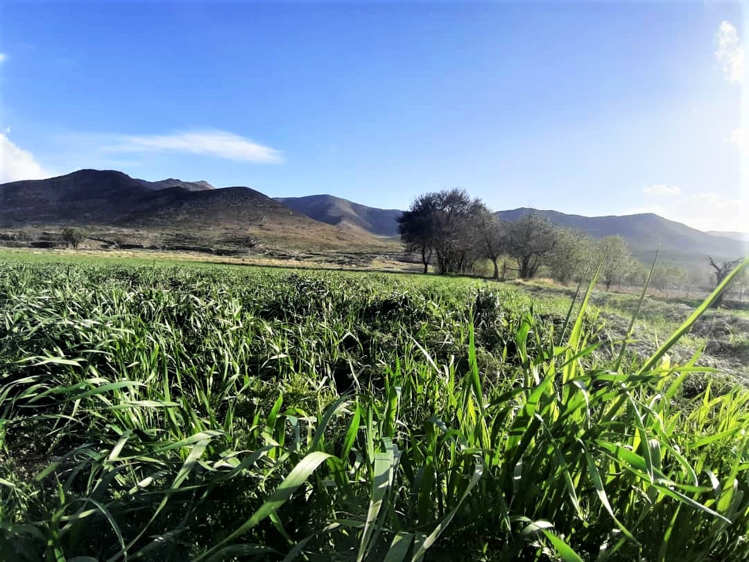 اجاره اقامتگاه کوهستانی در درمن جاورسیان - 3