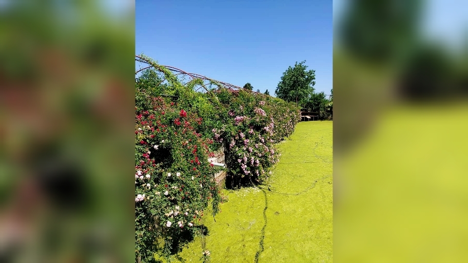 اجاره اتاق چوبی سنتی در کوزه گران شفت - شاه نشین