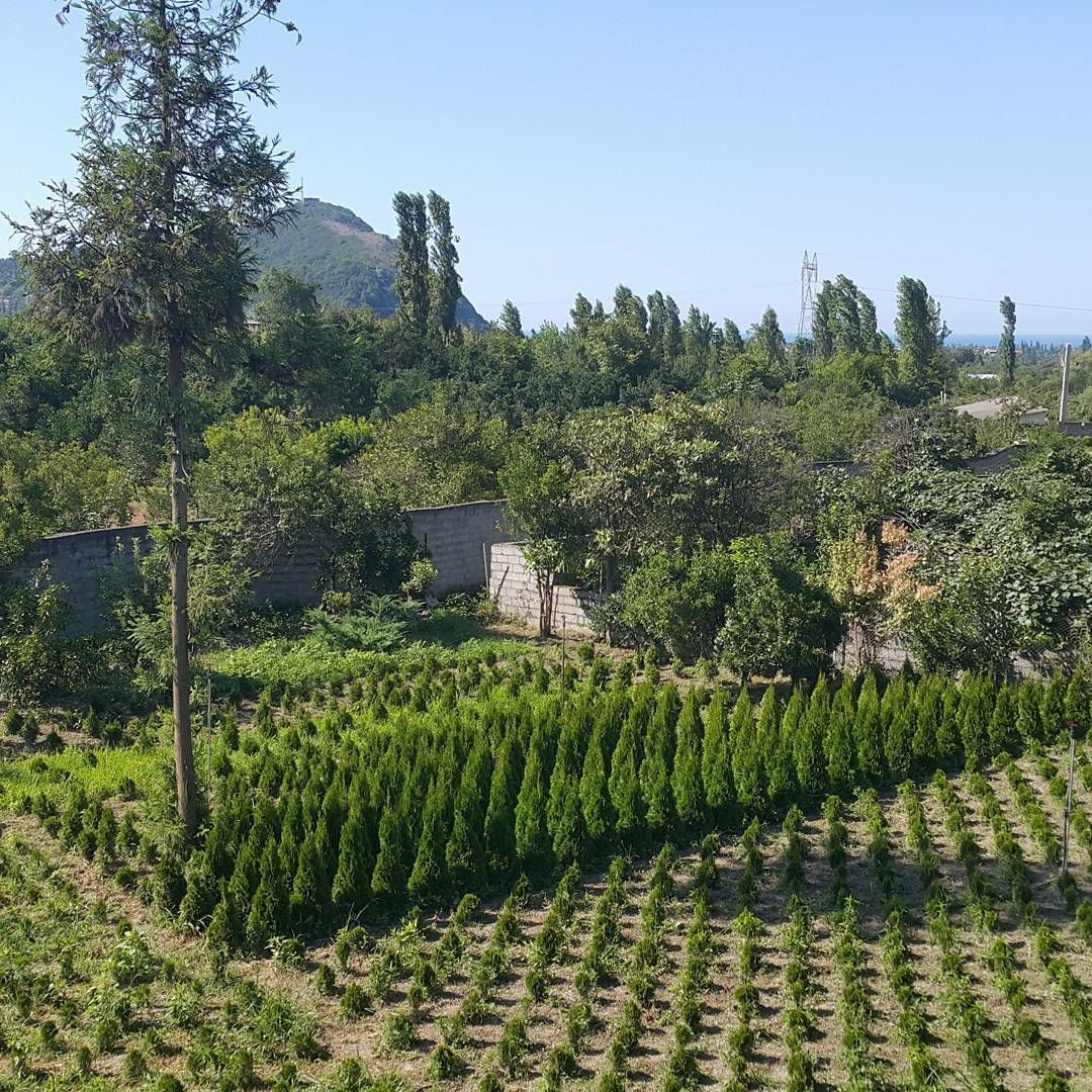 اجاره باغ ویلا در هریس رامسر - شونیشت