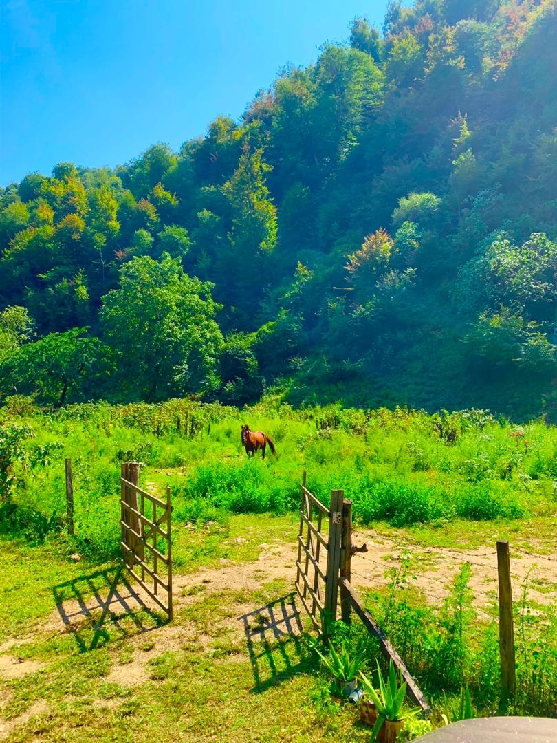 اجاره کلبه چوبی جنگلی در شاندرمن