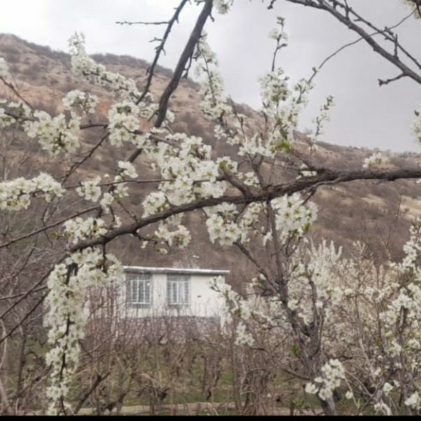 اجاره خانه باغ در سی سخت (سیسخت) - یاسوج