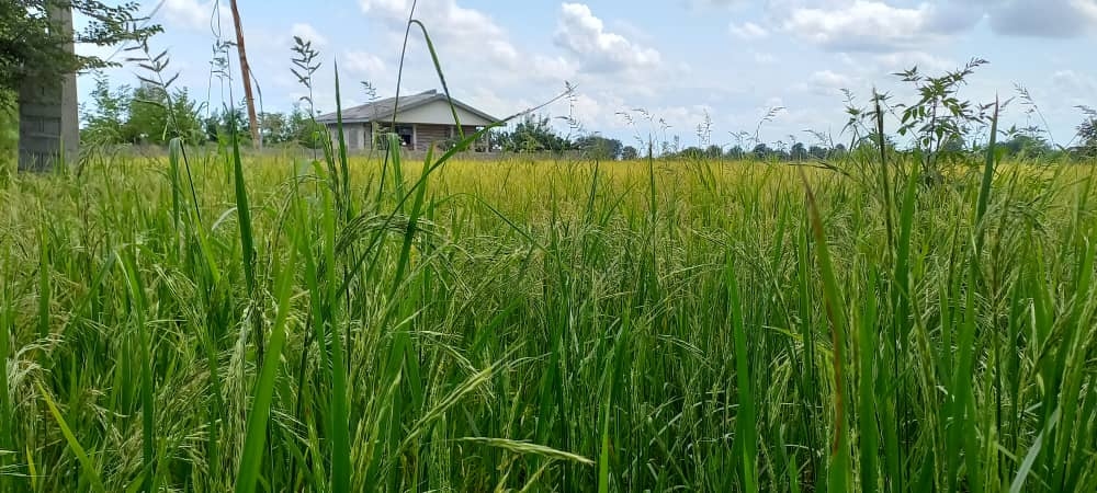 اجاره ویلا در روستا وشمه سرا ماسال - گلستان