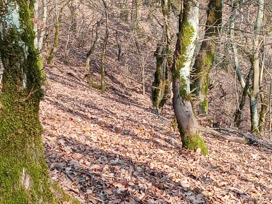 اجاره اتاق سنتی نارنج در سقالکسار رشت - نارنج اول