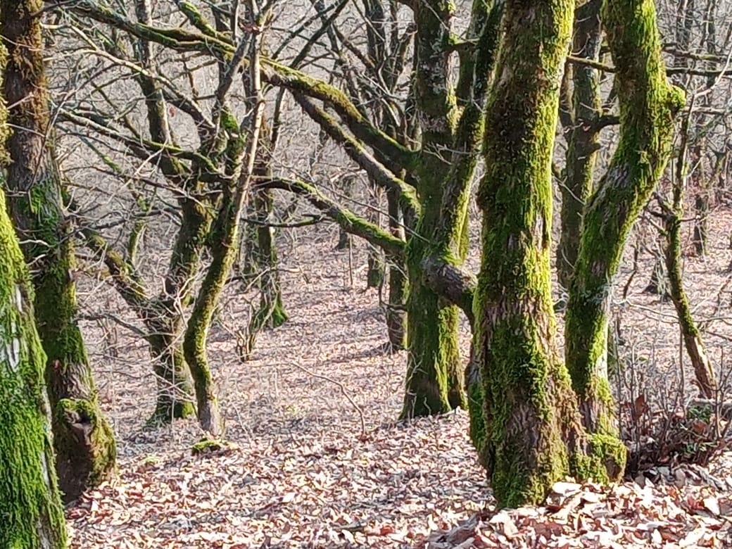 اجاره اتاق سنتی در سقالکسار رشت - ترنج همکف