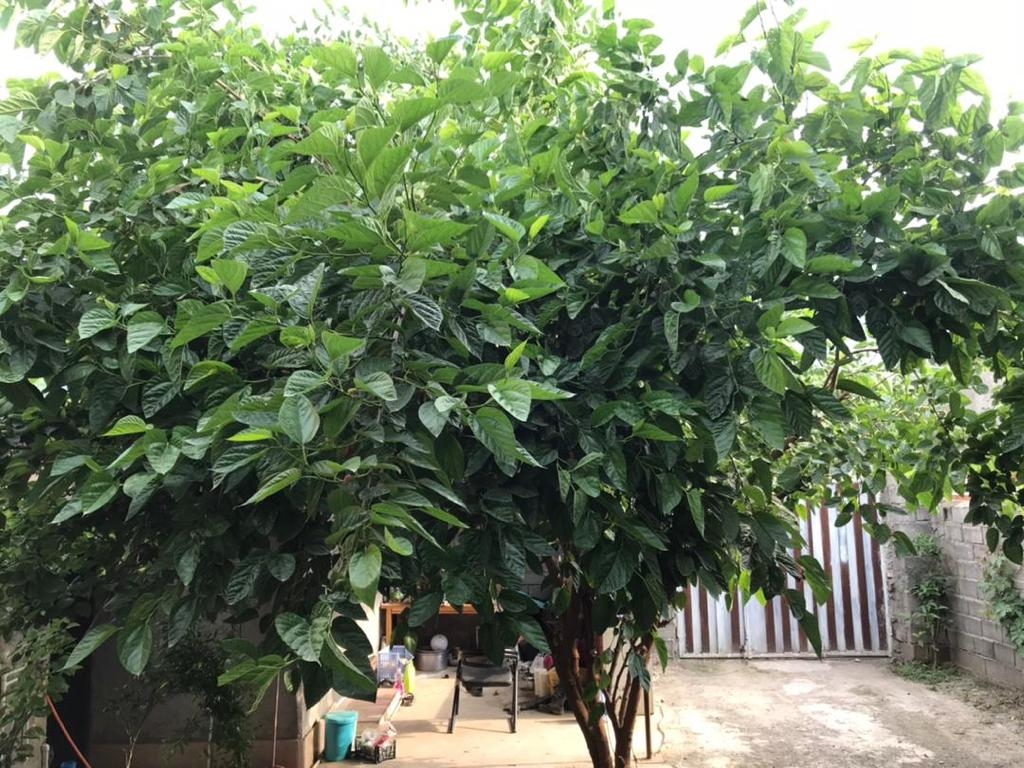 اجاره ویلا یک خواب  در کردآباد علی آباد کتول -همکف