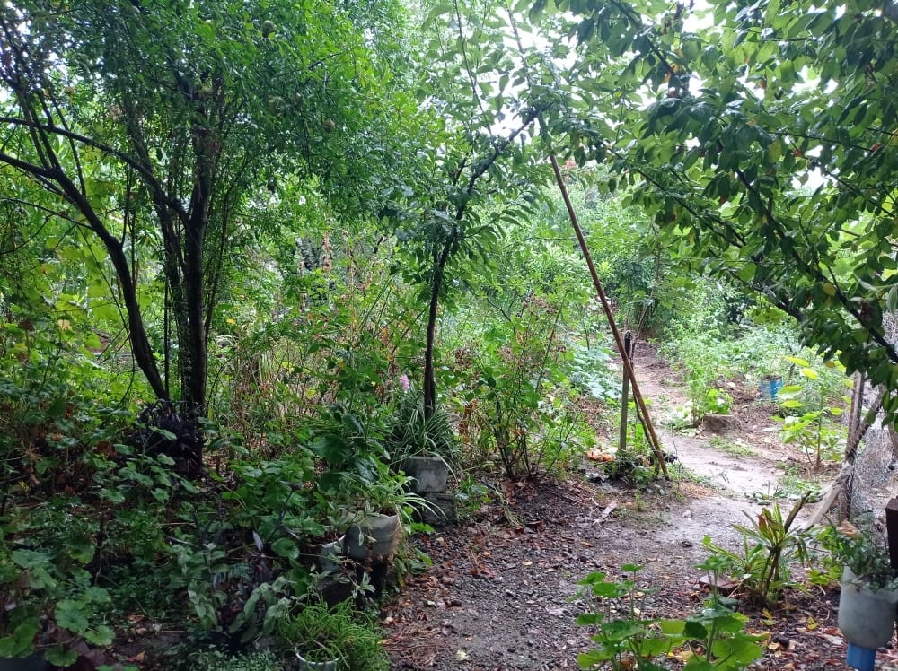 اجاره ویلا باغ در روستای طولارود تالش