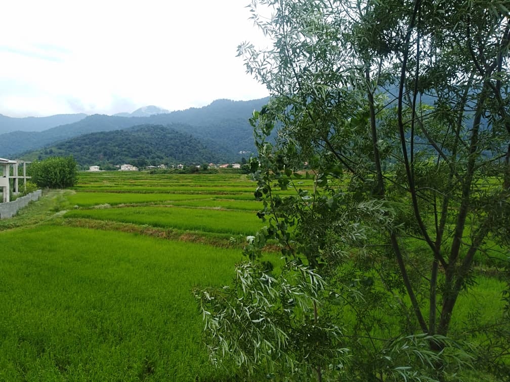 اجاره سوئیت تکخواب در روستای لیپا ماسال - طبقه اول