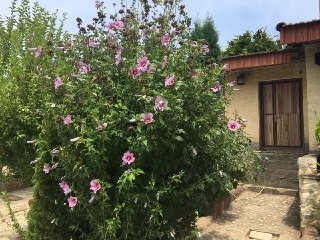 اجاره ویلا در کردیچال کلاردشت