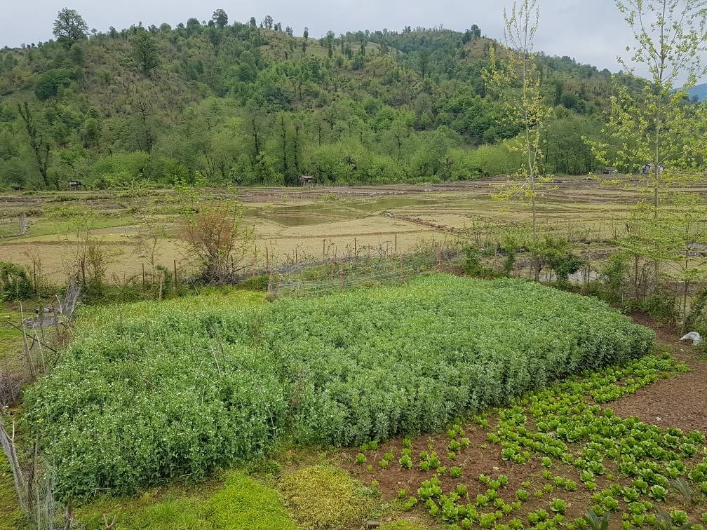 اجاره بومگردی جنگلی در روستای توتکی - واحد آئیل