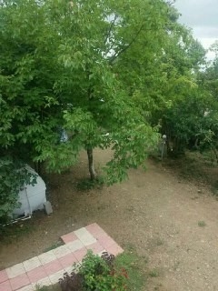 اجاره ویلا جنگلی در اولم ماسال