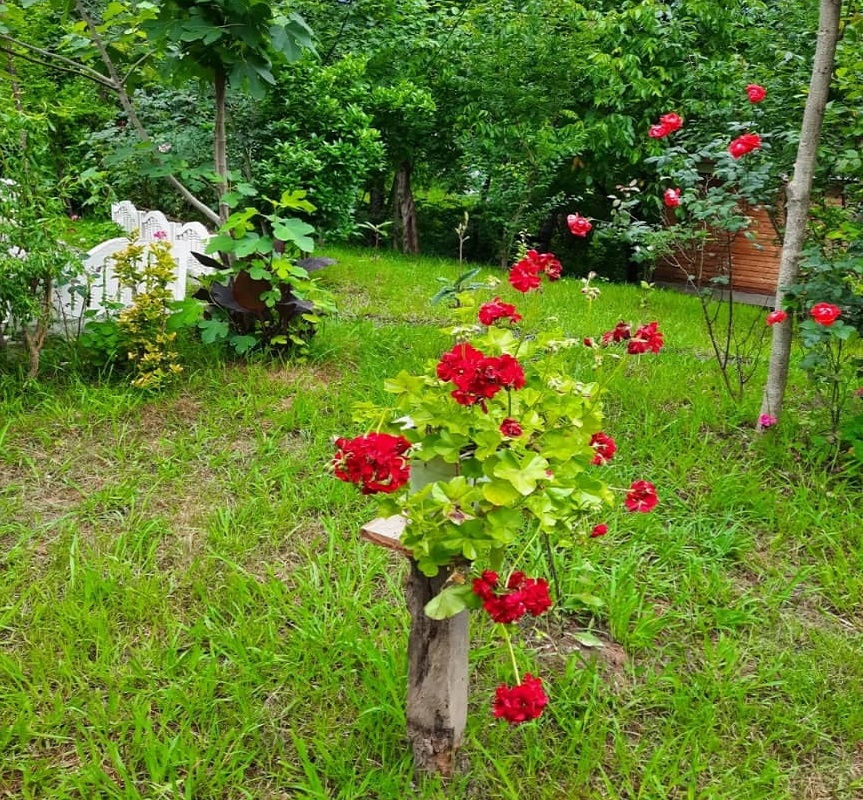 اجاره کلبه جنگلی چوبی در سیاه دول - کلبه 3