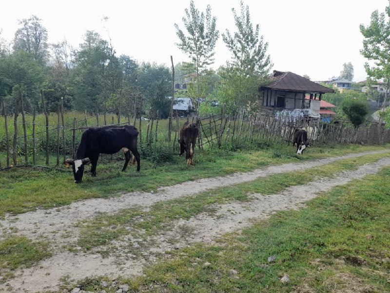 اجاره کلبه در روستای گرماپشته تنکابن-12 متری