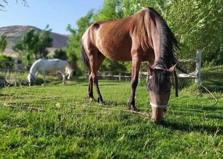 اجاره اقامتگاه بومگردی و اتاق سنتی در جاده سراب کرمانشاه
