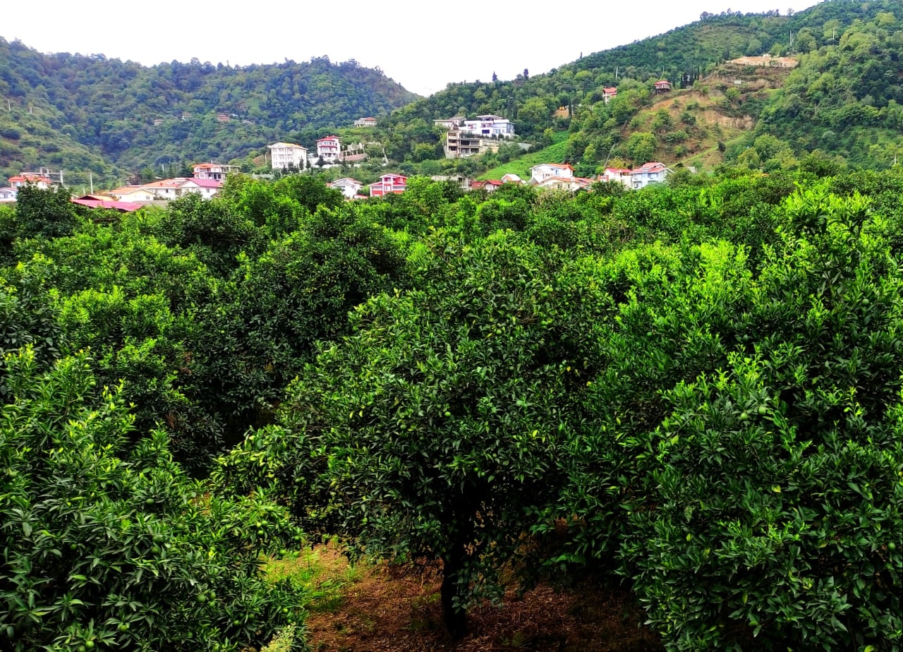 اجاره منزل ویلایی در توبن رامسر - ویو به جنگل