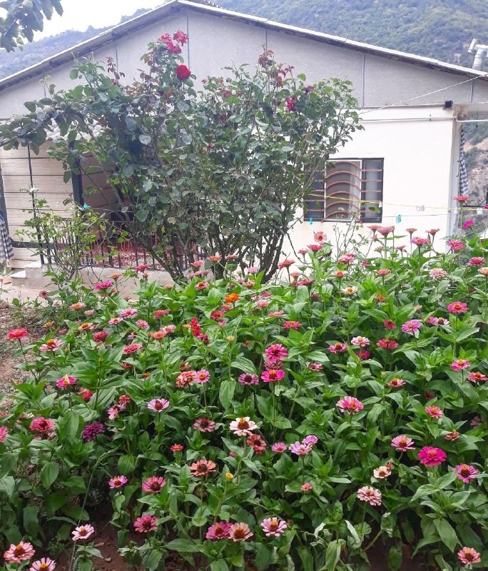 اجاره ویلای جنگلی یک خوابه در لوکال چلی علی آباد