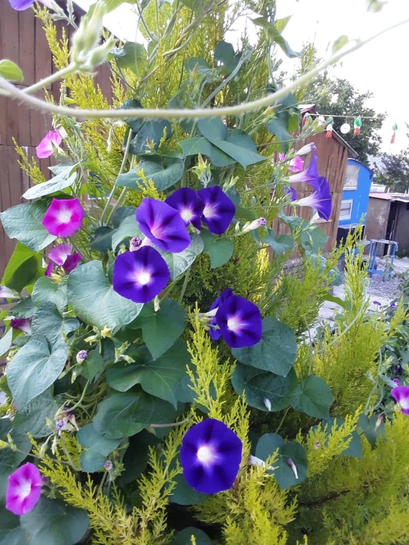 اجاره مجتمع باغ تفریحی در سی سخت