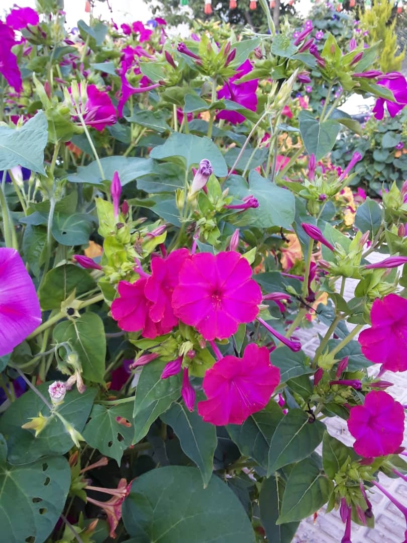 اجاره مجتمع باغ تفریحی در سی سخت