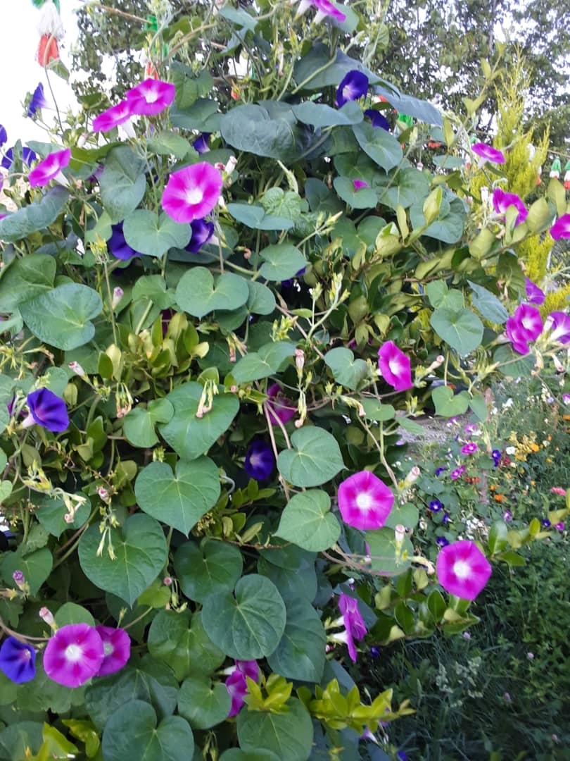 اجاره مجتمع باغ تفریحی در سی سخت 