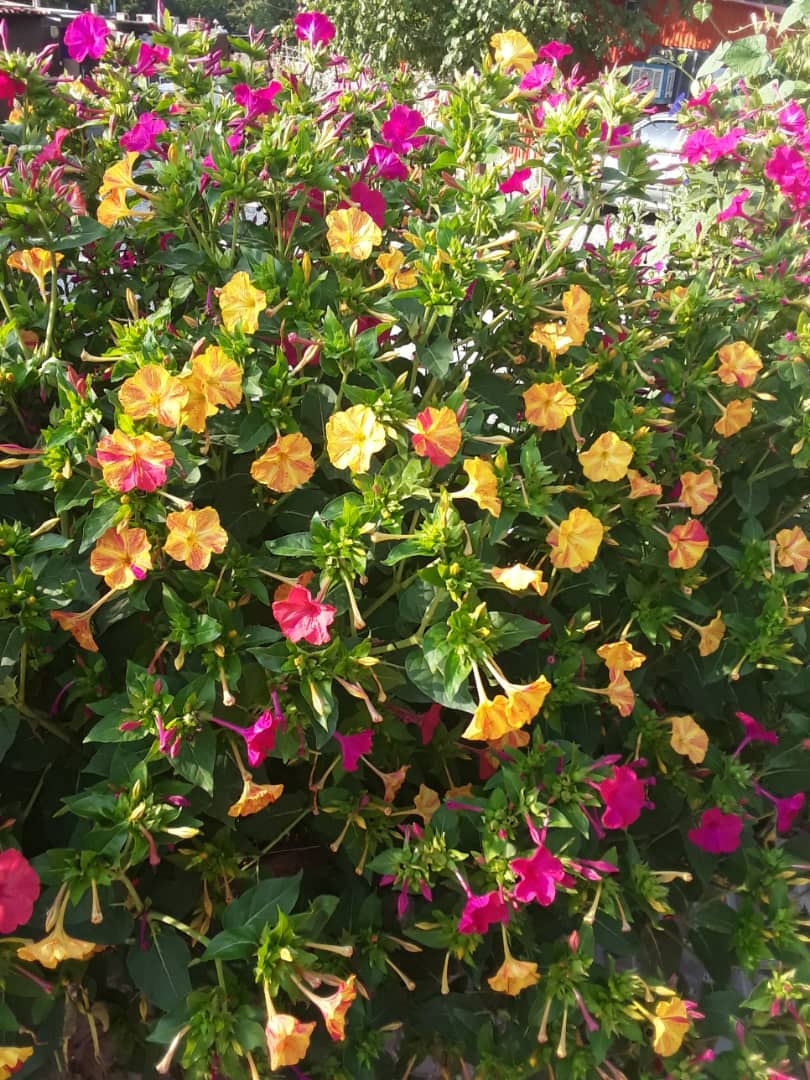 اجاره مجتمع باغ تفریحی در سی سخت 