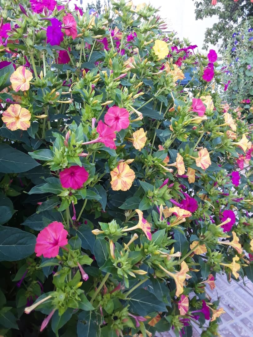 اجاره مجتمع باغ تفریحی در سی سخت