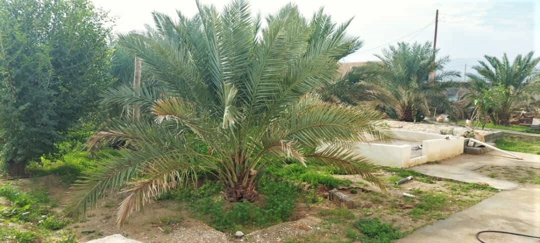 اجاره اتاق در جبری خورموج - رز