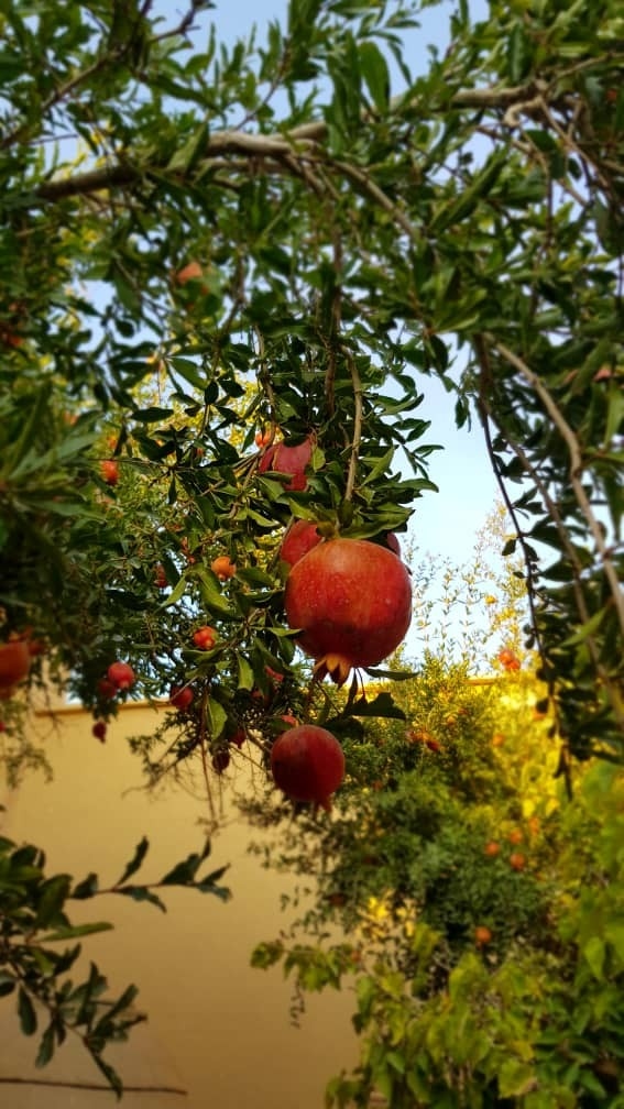اجاره اقامتگاه بومگردی و خانه سنتی در عباس آباد دامغان - 3