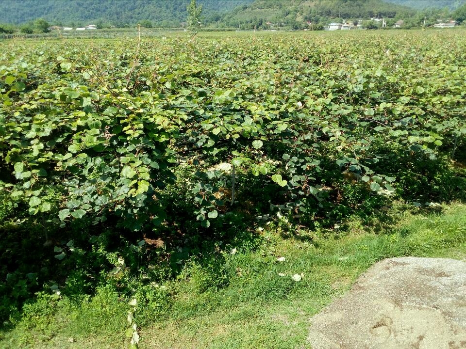 اجاره سوئیت مبله شیک درتالش