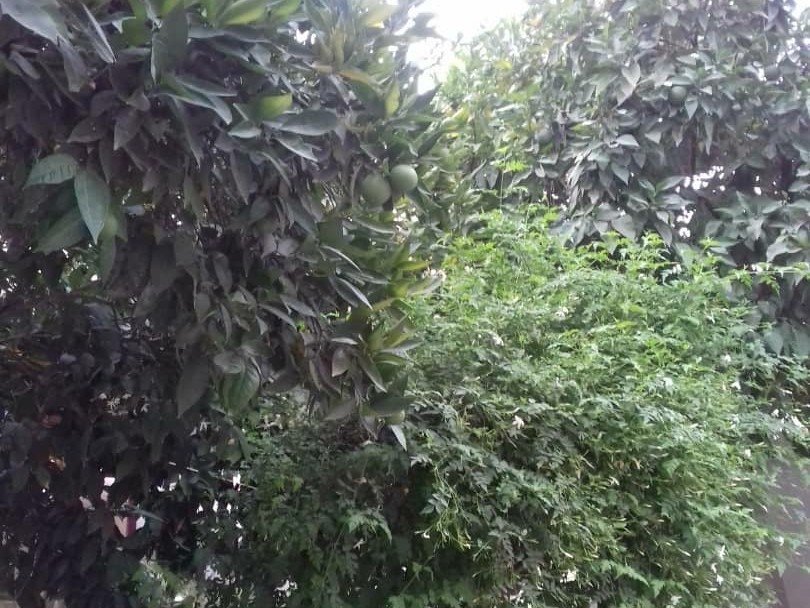 اجاره خانه ویلایی سنتی در نه دی شیراز