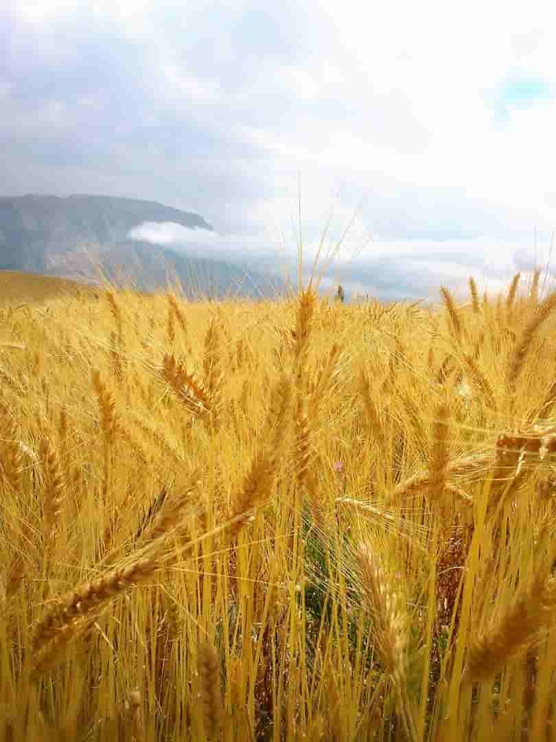 عکس اجاره سوئیت کوهستانی در  روستای چاشم شهمیرزاد واحد3