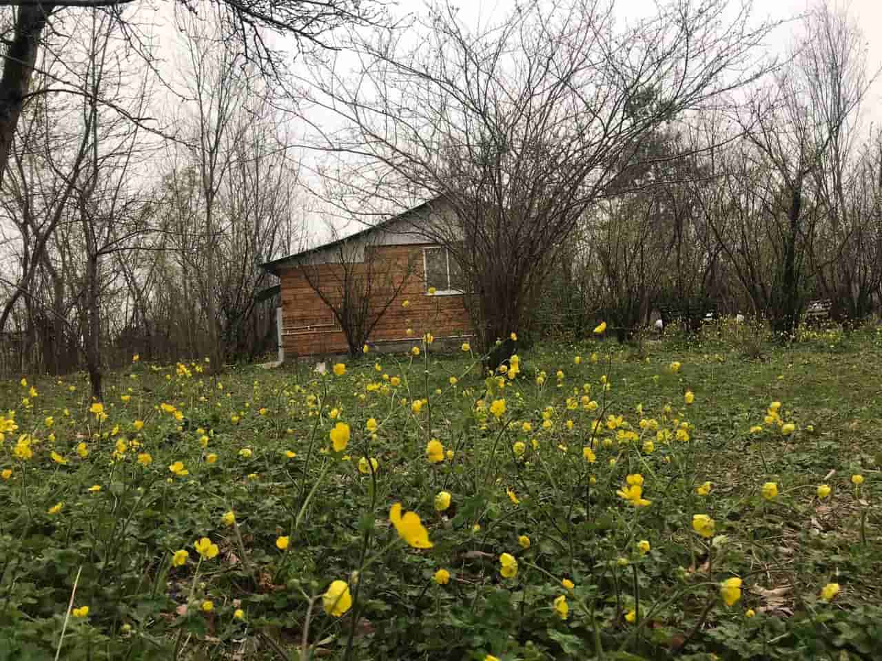 اجاره کلبه چوبی در روستای درخانه ماسال