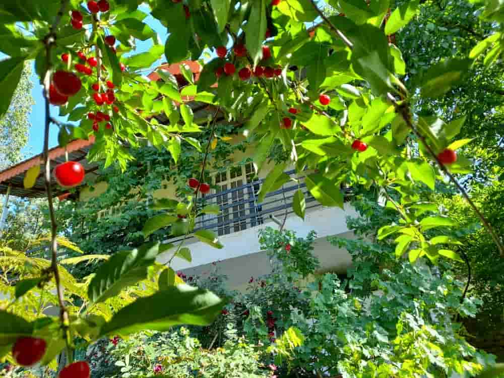 اجاره ویلا باغ در کلات نادری