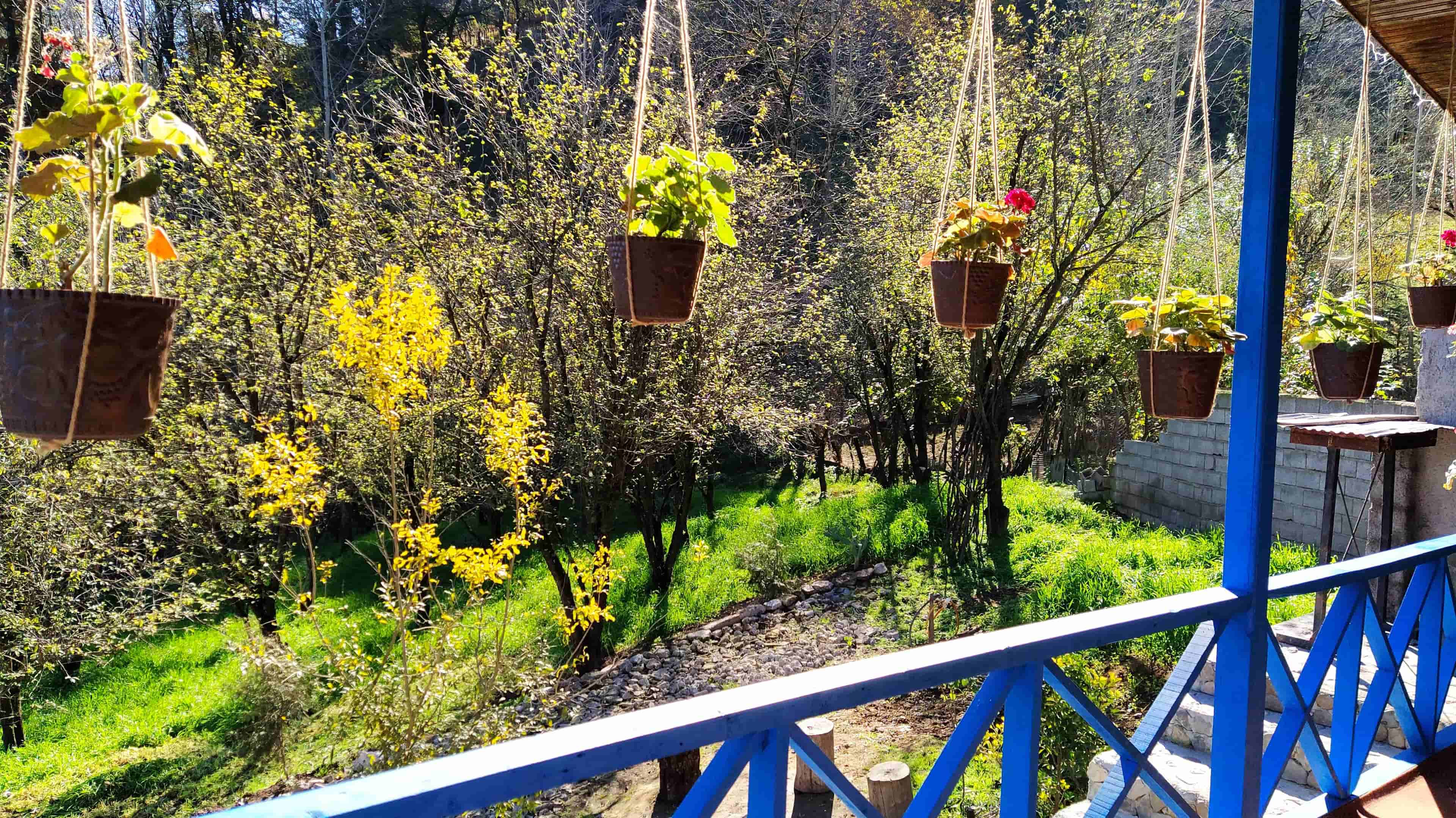 اجاره بومگردی جنگلی در روستای آری - بابل