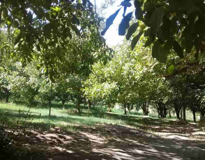 اجاره سوئیت تکخواب در دامنه اشترانکوه تیان