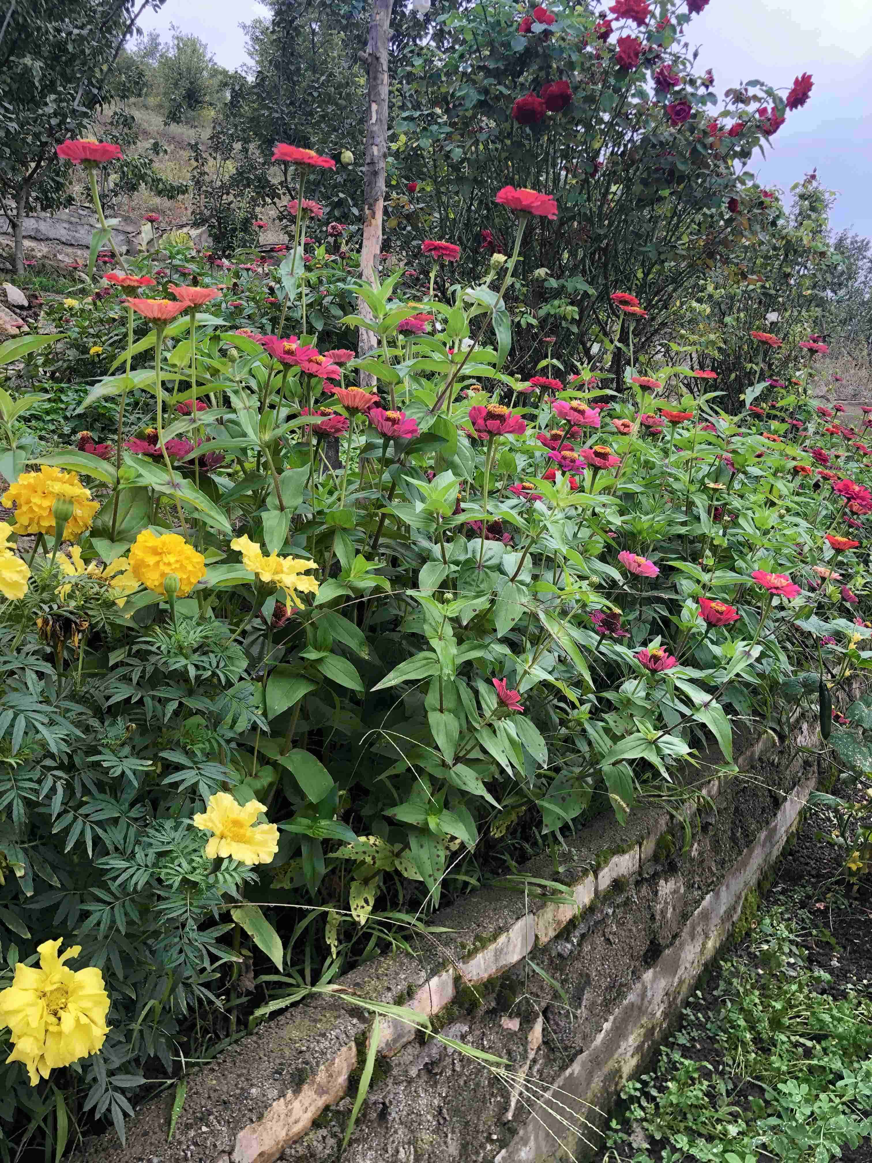 اجاره ویلای جنگلی یک خوابه در لوکال چلی علی آباد