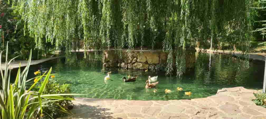 کلبه چوبی در سربست سپیدان - تیارا