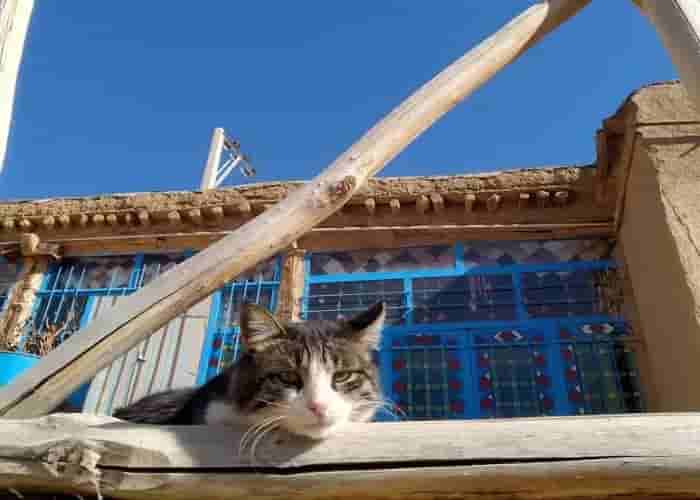 اجاره اتاق بومگردی در روستا جنگل ابر شاهرود