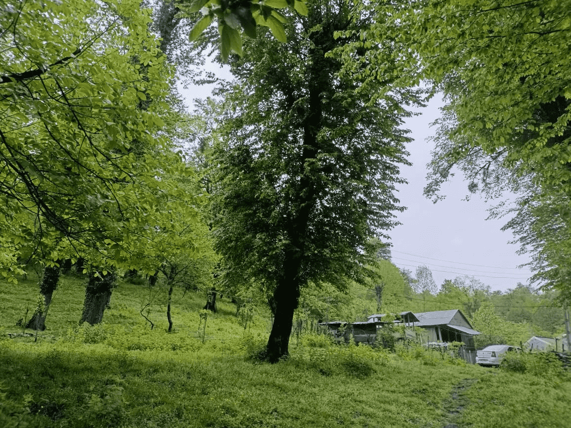 اجاره کلبه چوبی در روستا افراسی لفور شیرگاه 