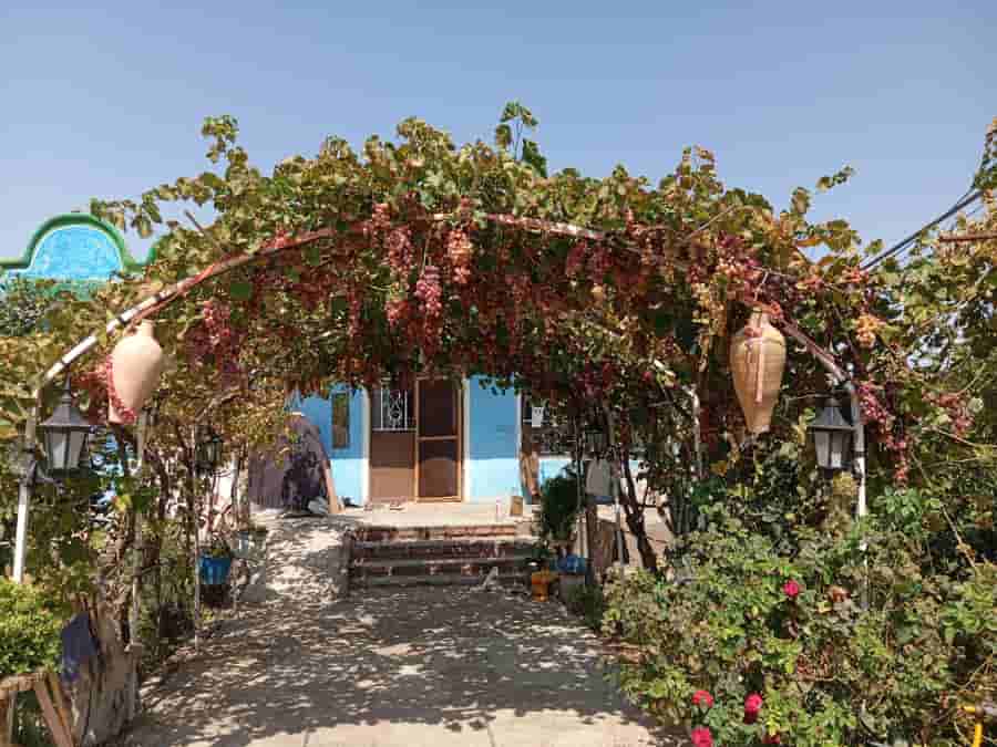بومگردی در روستا تپه باشی نمازی شهرستان شوط 