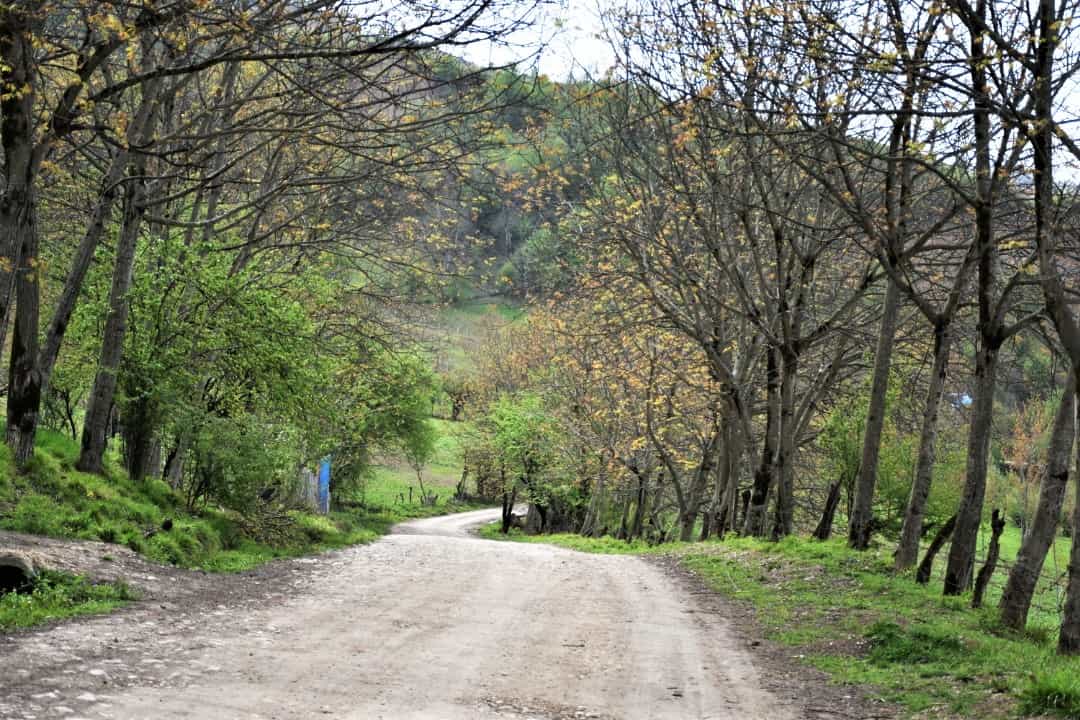 اجاره مهمانپذیر جنگلی در شیرکلا نکا