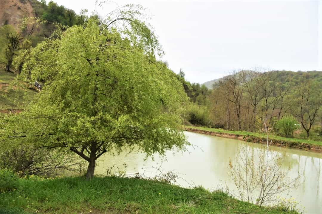 اجاره مهمانپذیر جنگلی در شیرکلا نکا
