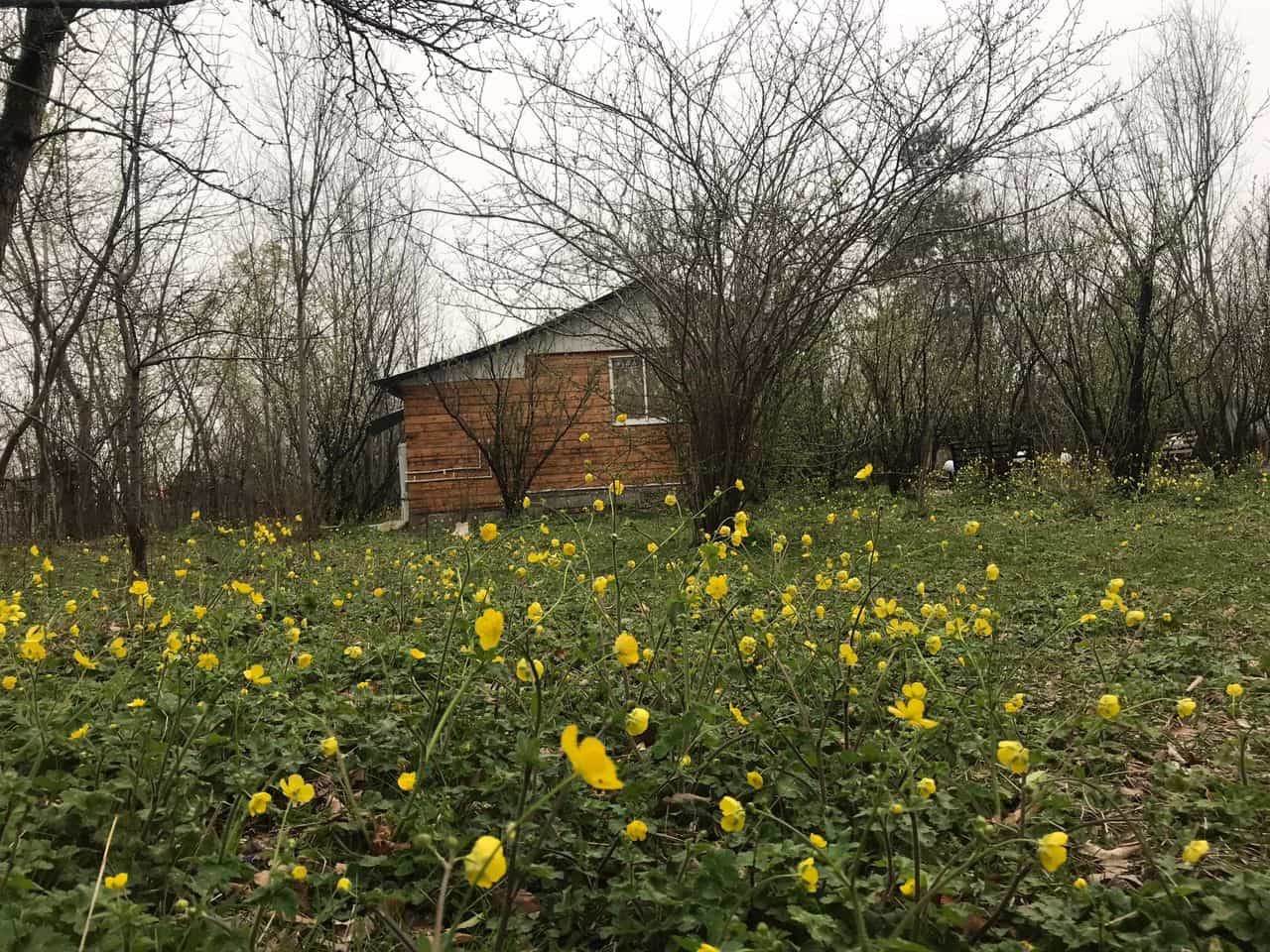 اجاره کلبه چوبی در روستای درخانه ماسال