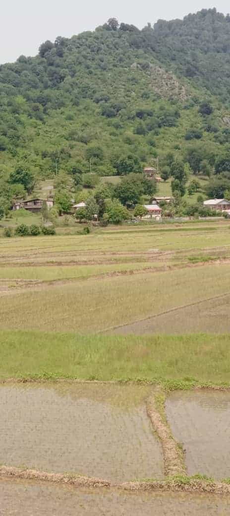 اجاره سوئیت مبله با چشم انداز جنگلی درماسال