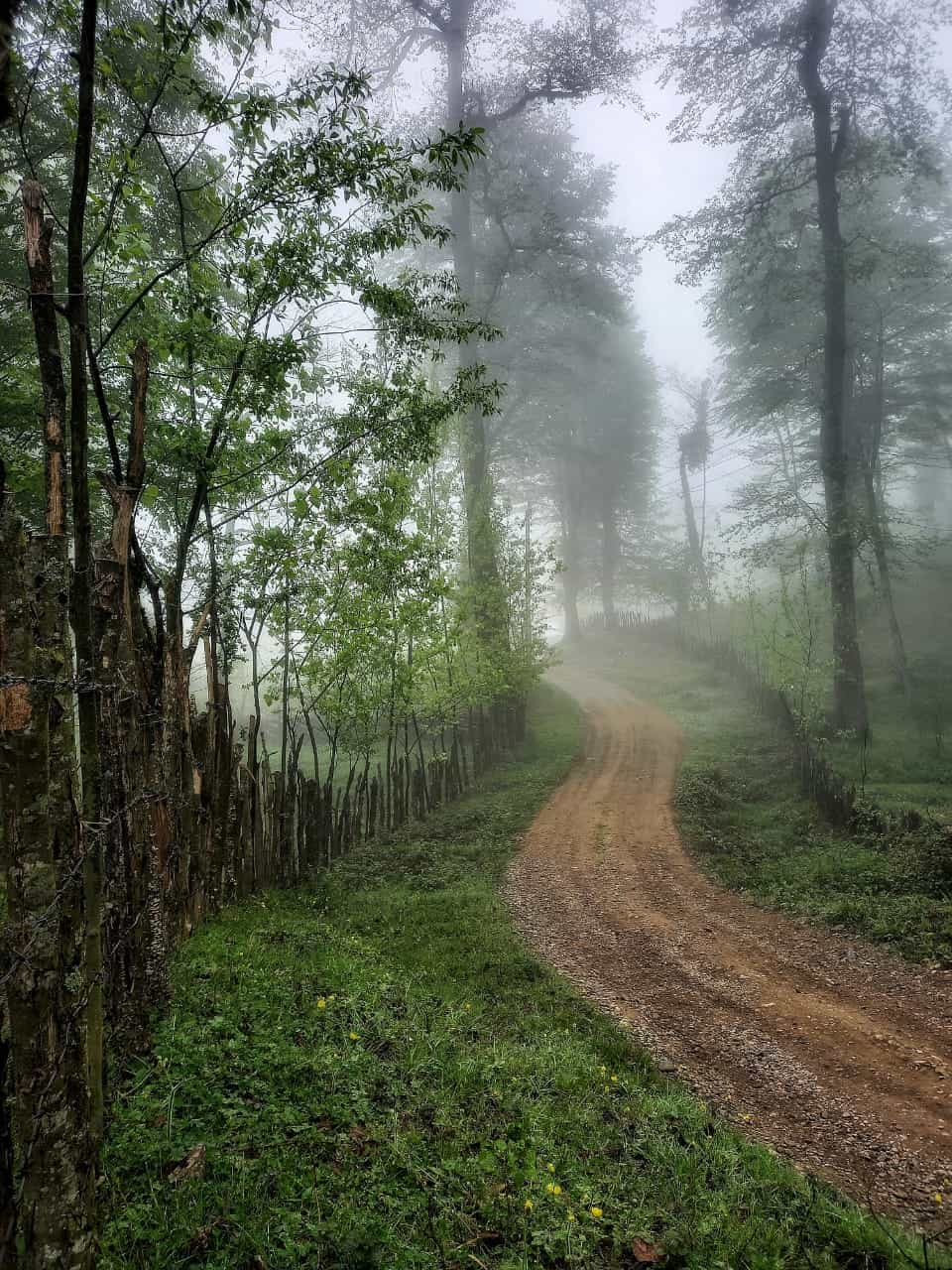 اجاره ویلا جنگلی در روستای ممرزکن بابل