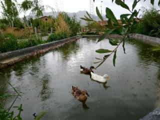 اجاره کلبه روستایی در جاده سراب کرمانشاه